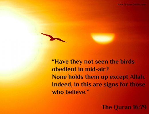 #6 The Quran 16:79 (Surah an-Nahl)