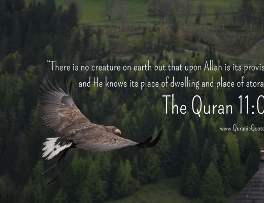 #223 The Quran 11:06 (Surah Hud)
