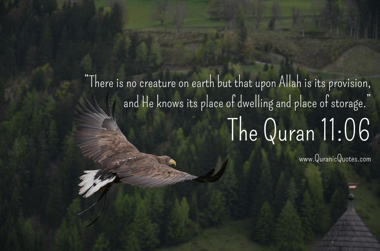 #223 The Quran 11:06 (Surah Hud) | Quranic Quotes
