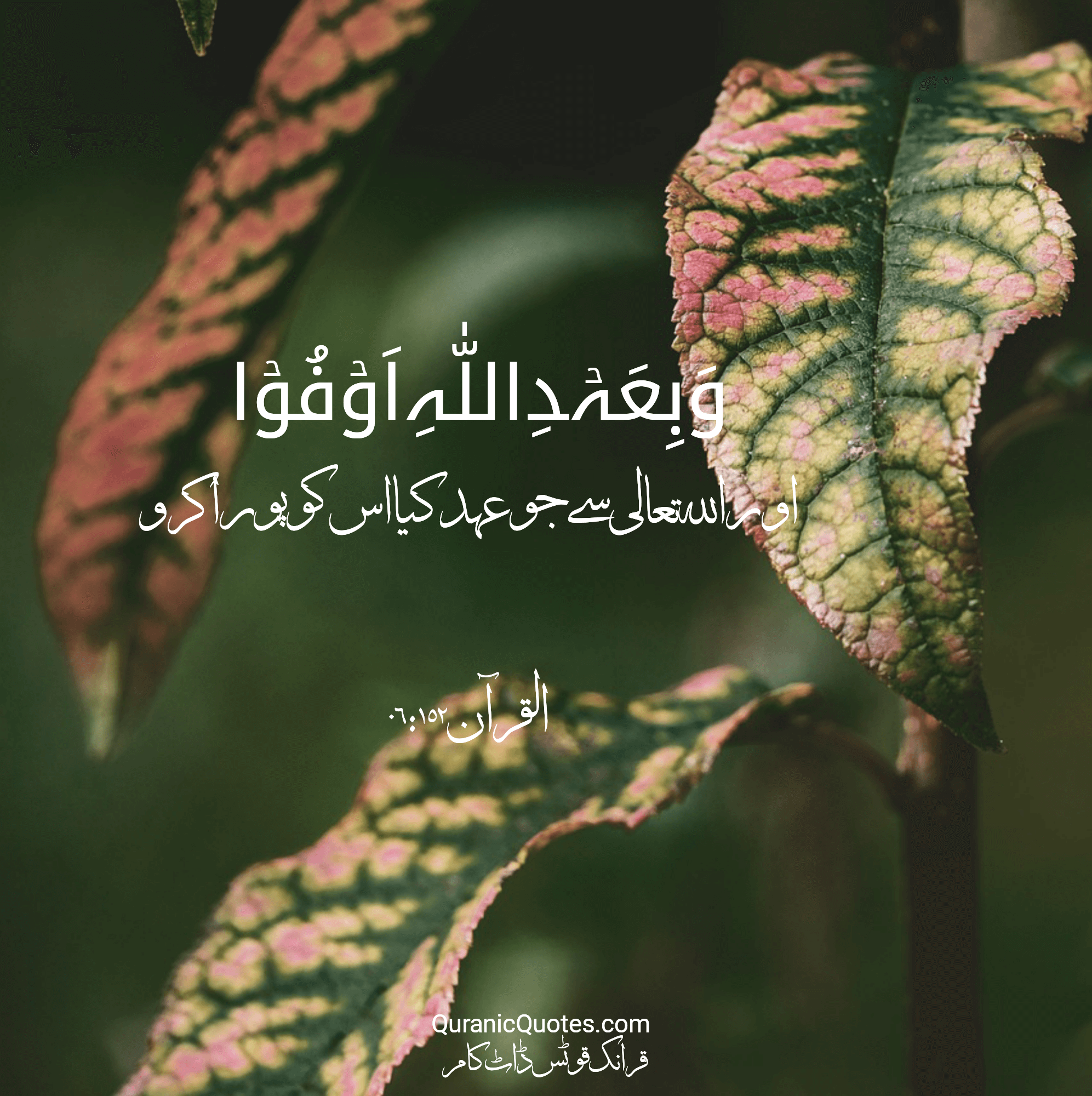 Quranic Quotes Urdu #221