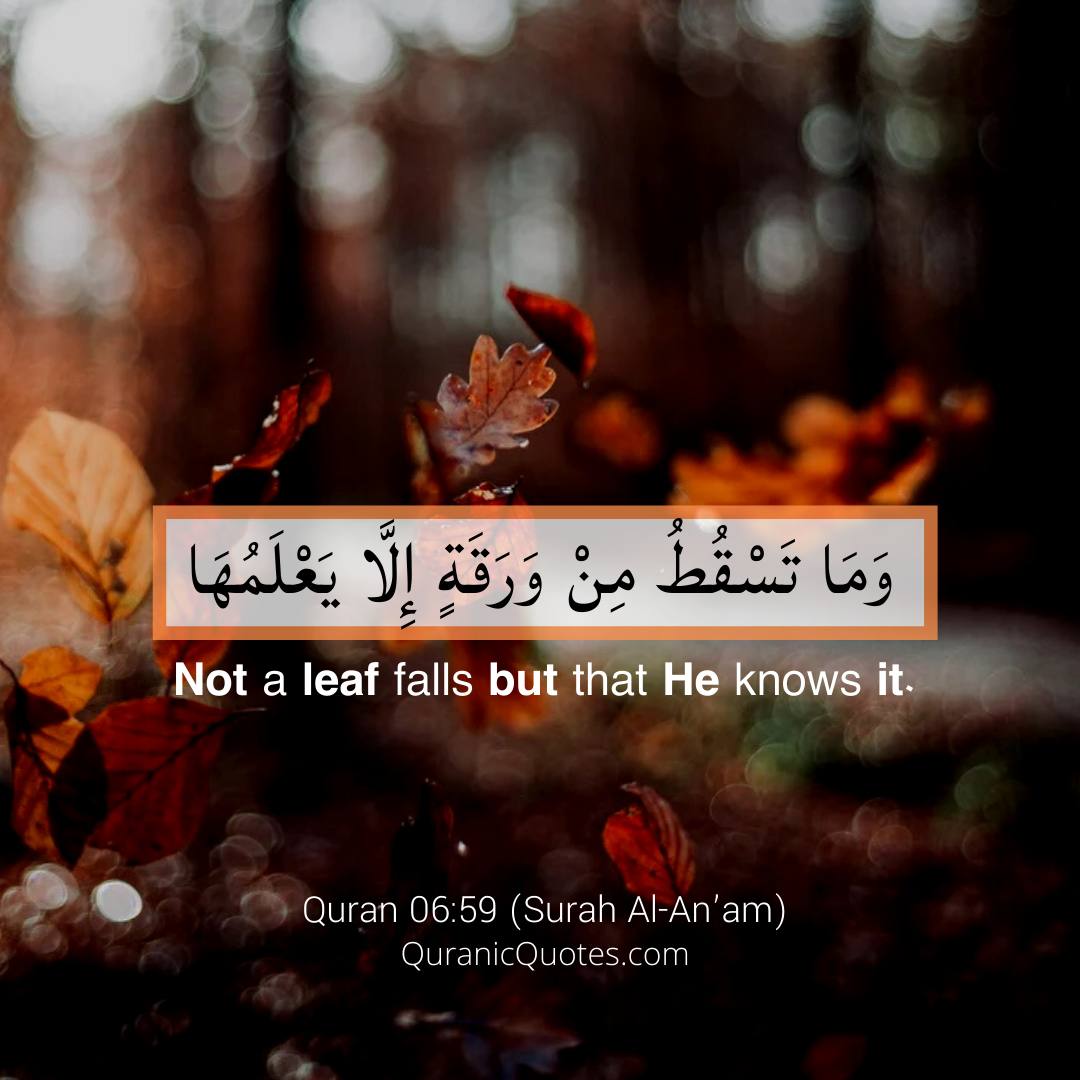 347 The Quran 06 59 Surah Al An Am Quranic Quotes